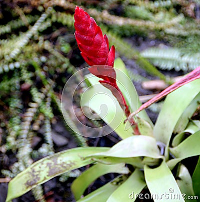 Vriesea duvaliana, epiphytic bromeliad grown as ornamental Stock Photo