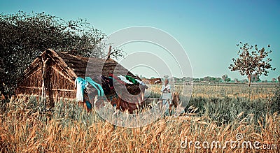 A middle aged indian farmer standing near him home in field Editorial Stock Photo