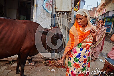 Vrindavan, 22 October 2016: Indian woman escaping from cow on th Editorial Stock Photo