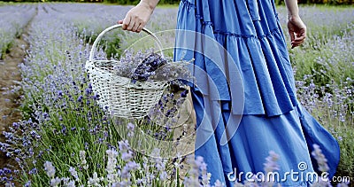 Vrouwtje met een mandje voor de teenwilgen loopt op zomerdag in bloeiend lavendeveld. langzaam bewegende camera dicht stock videobeelden Vrouwtje met een mandje voor de teenwilgen loopt op zomerdag in bloeiend lavendeveld. langzaam bewegende camera dicht stock videobeelden