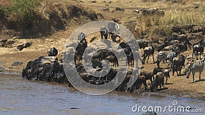 Vue grande-angulaire d'un troupeau de gnou buvant de la rivière de Mara dans le maasai Mara Vue grande-angulaire d'un troupeau de gnou buvant de la rivière de Mara dans le maasai Mara