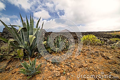 Vulcanic timanfaya Stock Photo