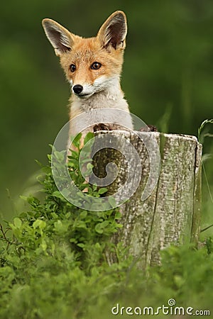 Vulpes vulpes. Fox is widespread throughout Europe. Stock Photo