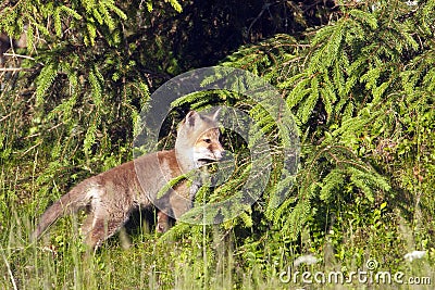 Vulpes vulpes, Red baby fox standing in deep grass, Vosges, France Stock Photo