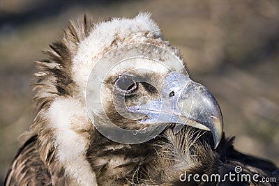 Vulture Stock Photo