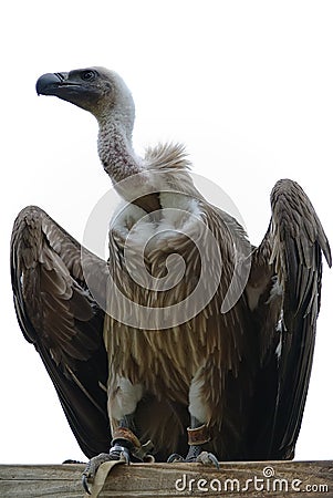 Vulture Stock Photo