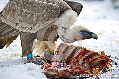 [Image: vulture-9480234.jpg]