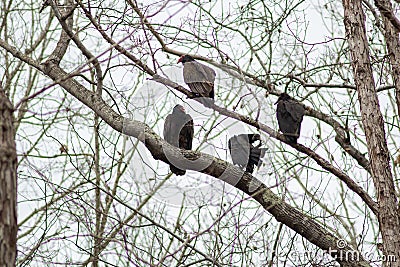 Vulture birds resting on tree after a good meal Stock Photo