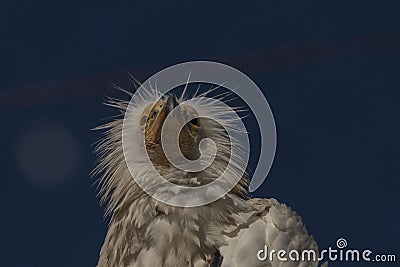 Vulture in cage with blue sky and yellow head in sunny summer morning Stock Photo