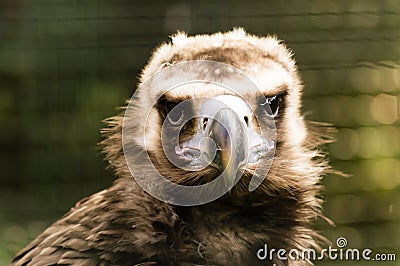 Vulture face Stock Photo