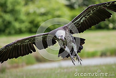 Vulture in flight coming to land. Flying scavenger bird landing. Stock Photo