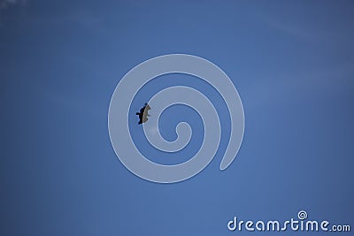 Vulture flight in Montsec, Lleida, Spain Stock Photo