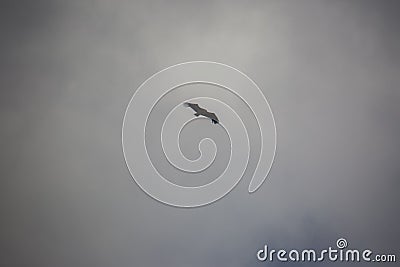 Vulture flight in Montsec, Lleida, Spain Stock Photo