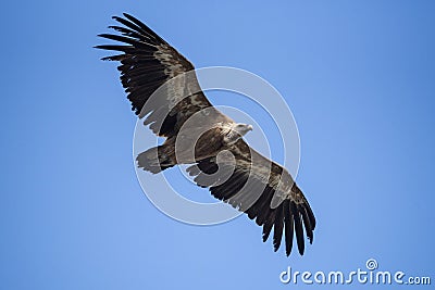 Vulture flying above the verdon canyon Stock Photo