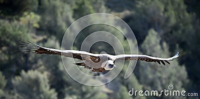 A vulture griffon in the natural park Stock Photo