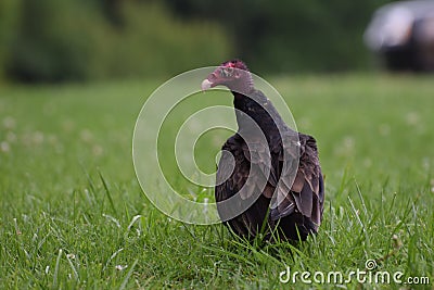 Vulture Stock Photo