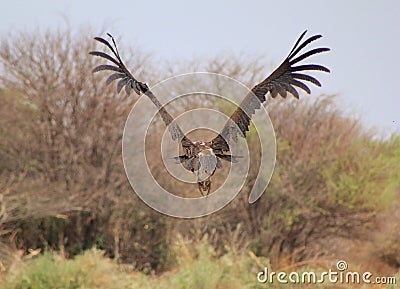 Vulture, Lappet-faced - Flight of Feathers Stock Photo