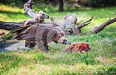 Vulture, a large raptorial bird Stock Photo
