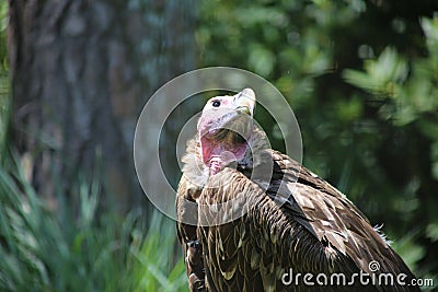 Vulture Stock Photo