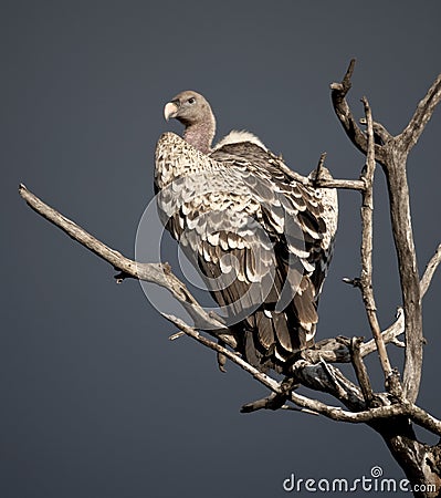 Vulture perched on tree in Serengeti, Tanzania Stock Photo