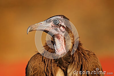 Vulture portrait. Hooded Vulture, Necrosyrtes monachus, detail portrait of bird, sitting in the grass in the savannah. Wildlife Stock Photo