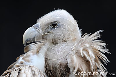 Vulture Stock Photo