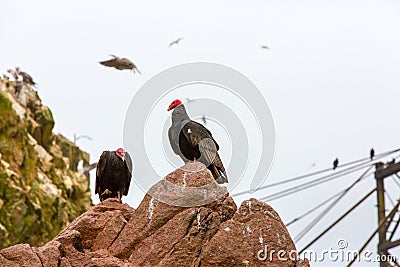 Vulture red neck birds in Ballestas Islands.Peru.South America. National park Paracas. Stock Photo