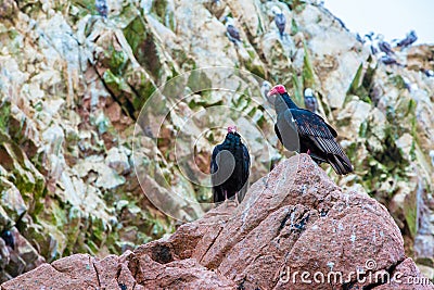 Vulture red neck birds in Ballestas Islands.Peru.South America. National park Paracas. Stock Photo