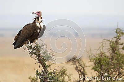 Vulture on tree Stock Photo