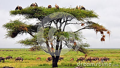 Vulture Tree Stock Photo