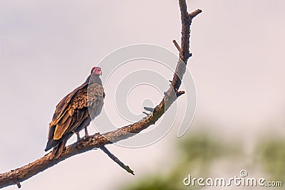 Vulture Stock Photo