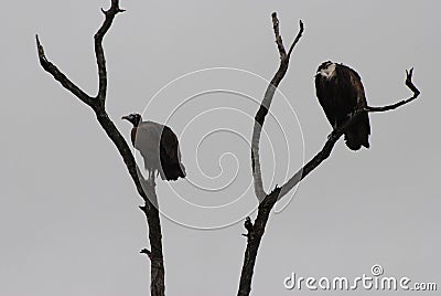 Vultures Stock Photo