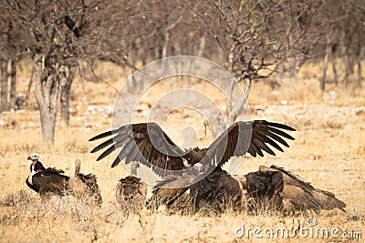 Vultures Stock Photo