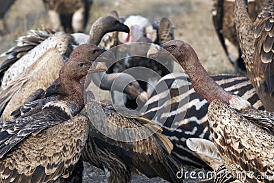 Vultures cut up caracasses of zebra, fight for food, Serengeti. Wildlife in Tanzania Stock Photo