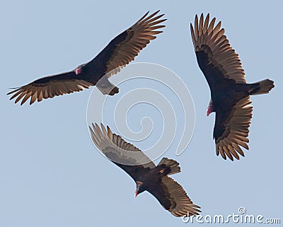 Vultures Stock Photo