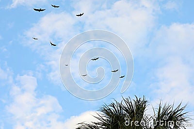 Vultures also known as Snow Birds arrive in South Florida Stock Photo