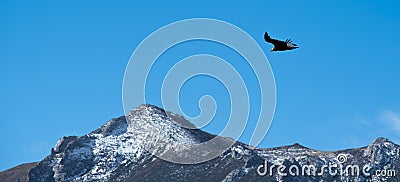 Vultures blue sky mountain peak soar fly free Stock Photo