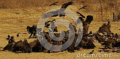 Vultures feeding Stock Photo