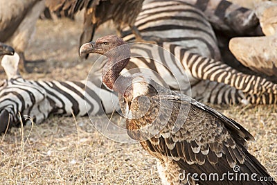 Vulture cut up carcasse of zebra in Serengeti. Wildlife of Tanzania, Africa Stock Photo