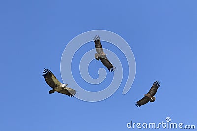 Vultures in flight Stock Photo