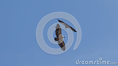 Vultures fly circles meeting in blue sky Stock Photo