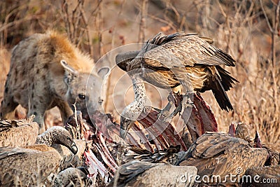 Vultures and Hyena Stock Photo