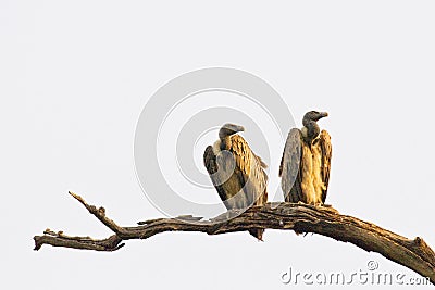 Vultures Stock Photo