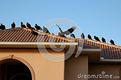 Vultures on Rooftop Stock Photo