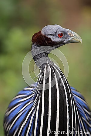 Vulturine guineafowl Stock Photo