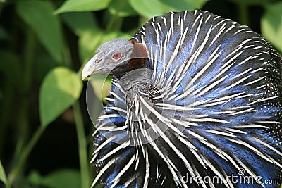 Vulturine guineafowl Stock Photo