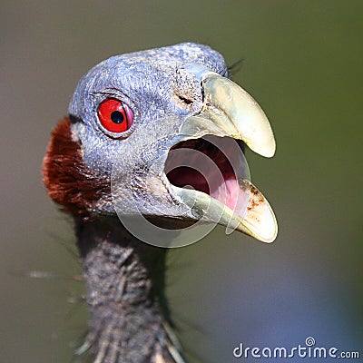 Vulturine Guineafowl Stock Photo