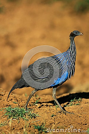 VULTURINE GUINEAFOWL acryllium vulturinum, ADULT, KENYA Stock Photo