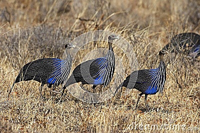 Vulturine Guineafowl, acryllium vulturinum, Adults in Masai Mara Park, Kenya Stock Photo