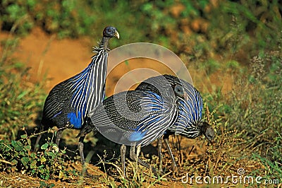 VULTURINE GUINEAFOWL acryllium vulturinum, GROUP OF ADULTS, KENYA Stock Photo